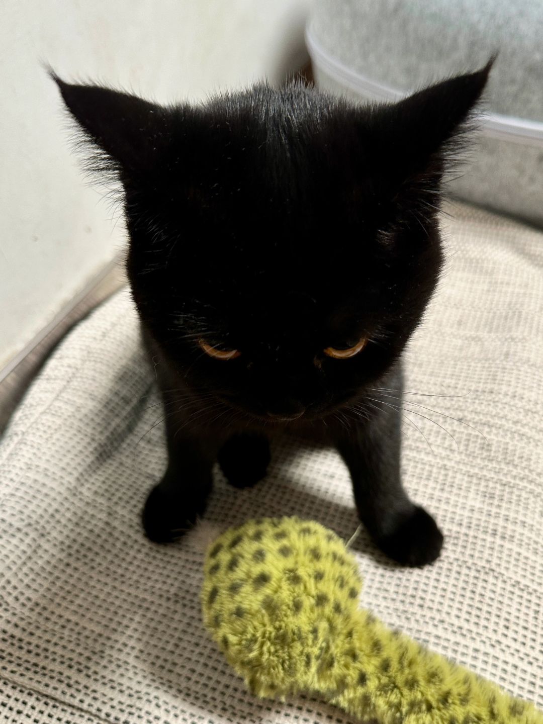 世界上最凶猛的猎手 正在炫耀她的猎物