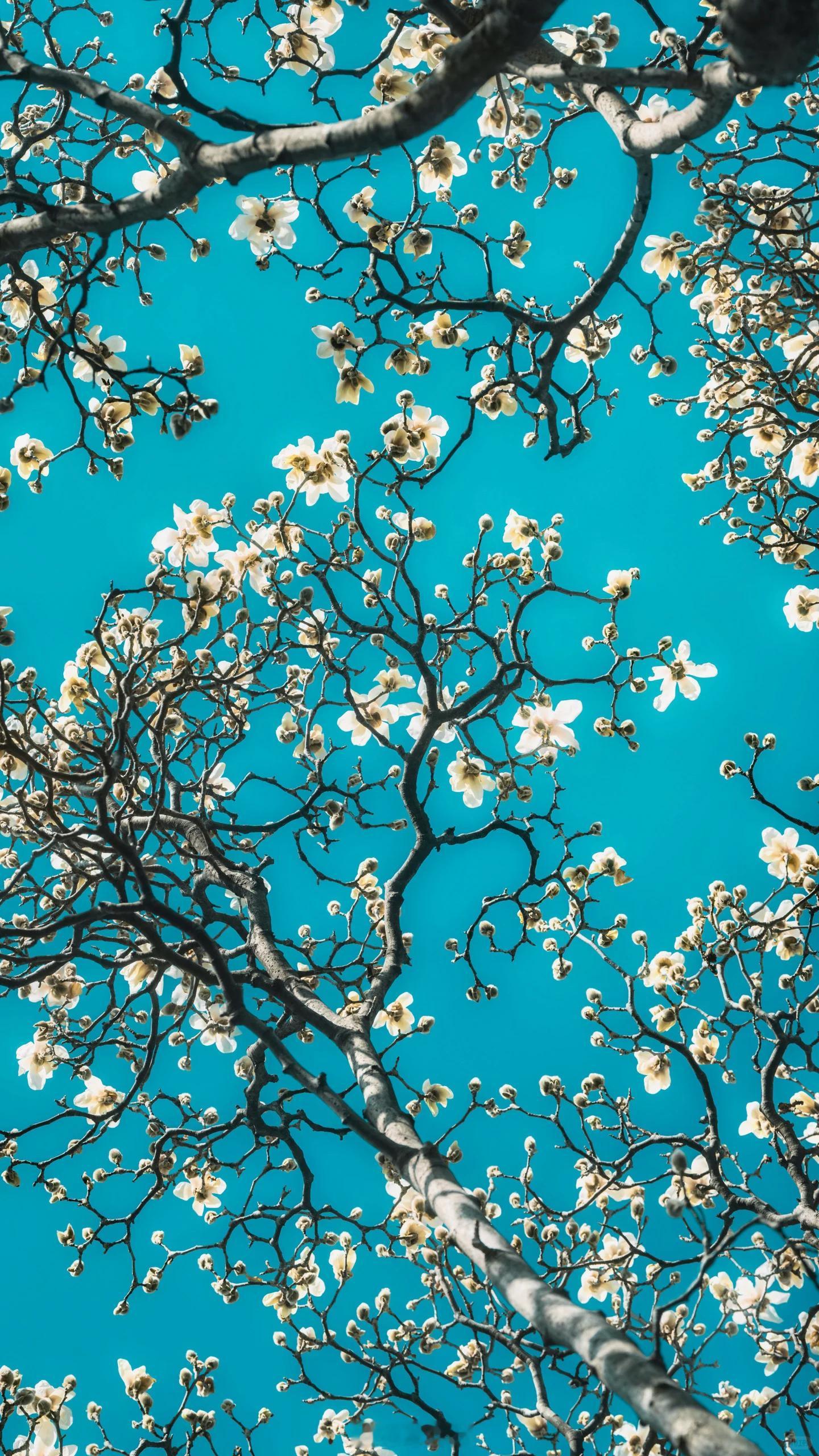 好美，有点像梵高的《盛开的杏花》。 