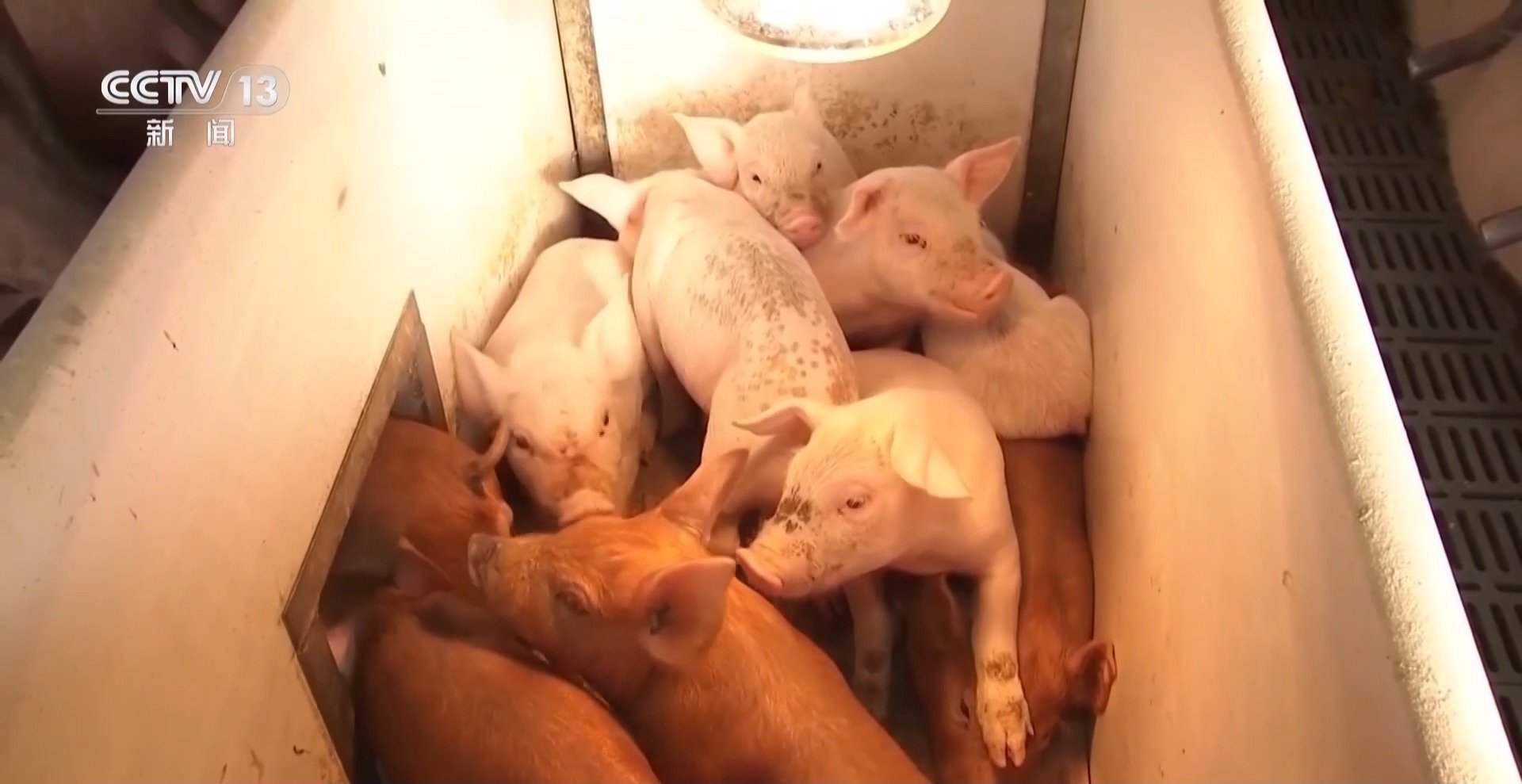 【生猪价格为何持续下跌】专家解读生猪价格未来形势 农业农村部最新监测数据显示，3