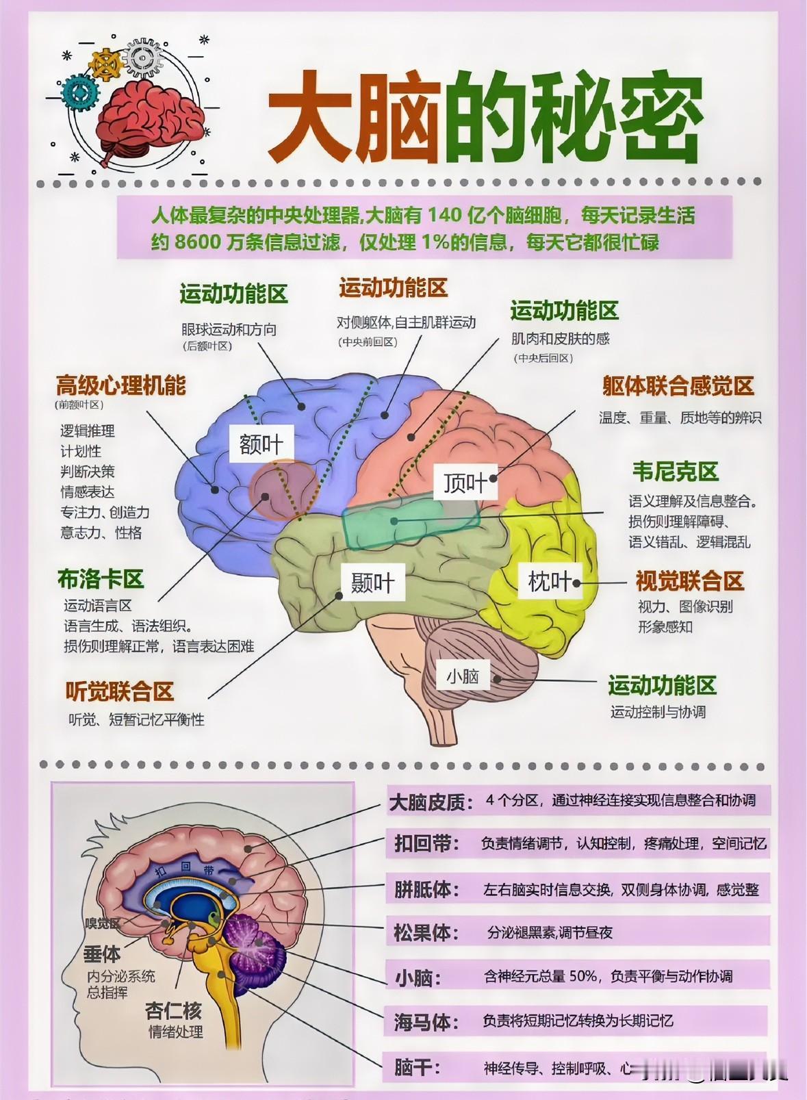 我们的大脑，堪称是自然界最令人惊叹的杰作，并常被喻为人体内一部无与伦比的“超级计