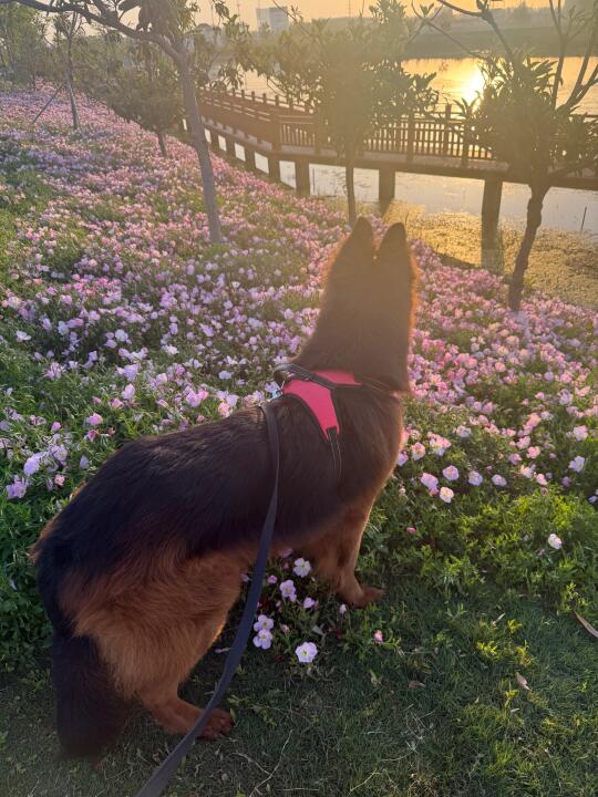 happy dog happy life