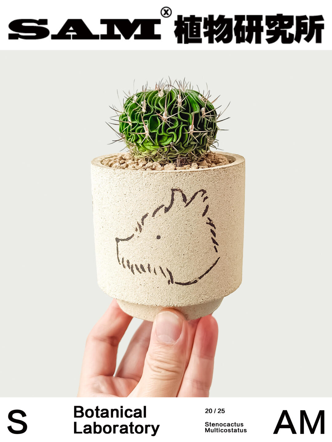 多棱玉｜Stenocactus Multicostatus