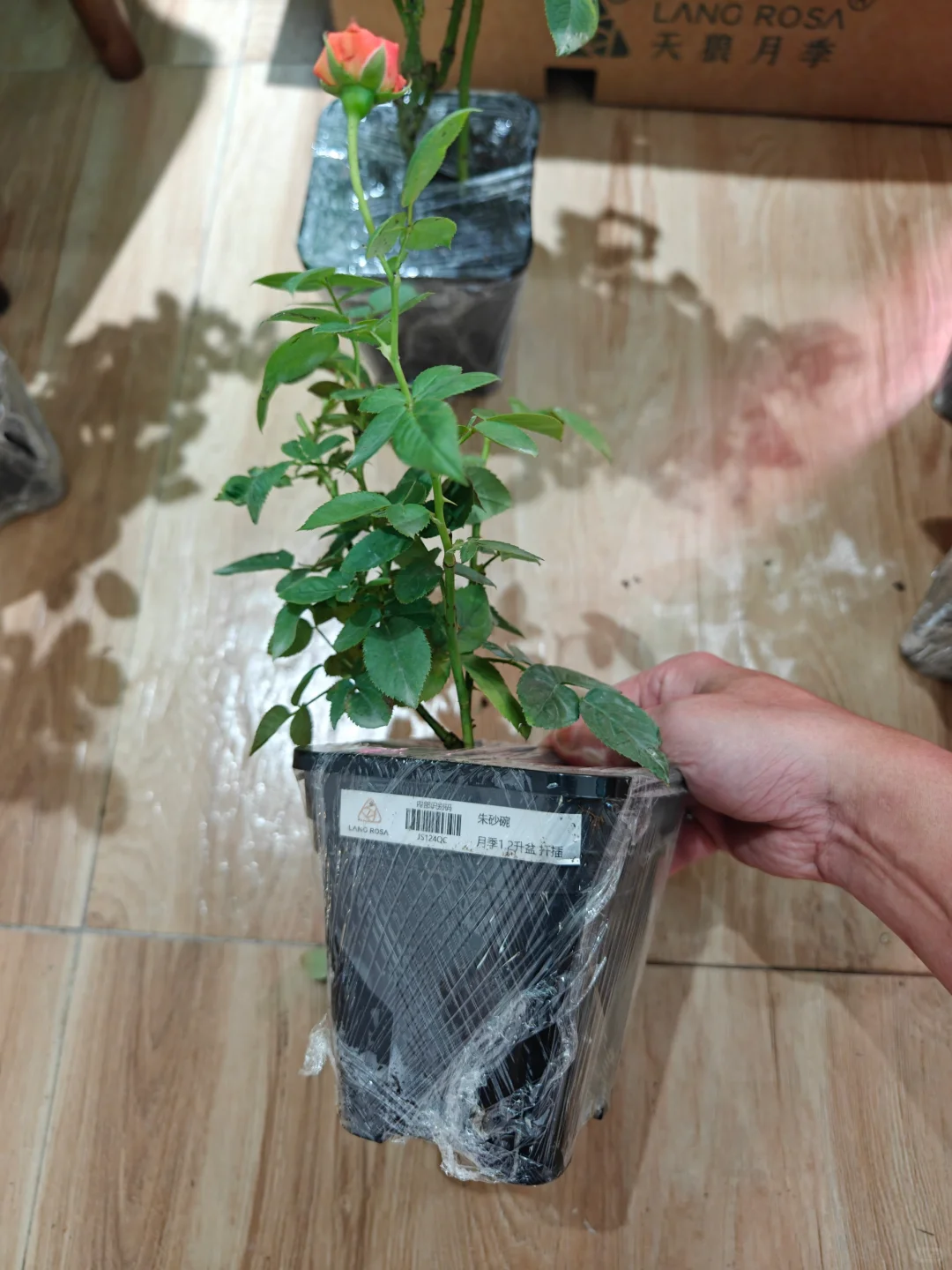 好久没接触月季了 天狼16周年 随便买了