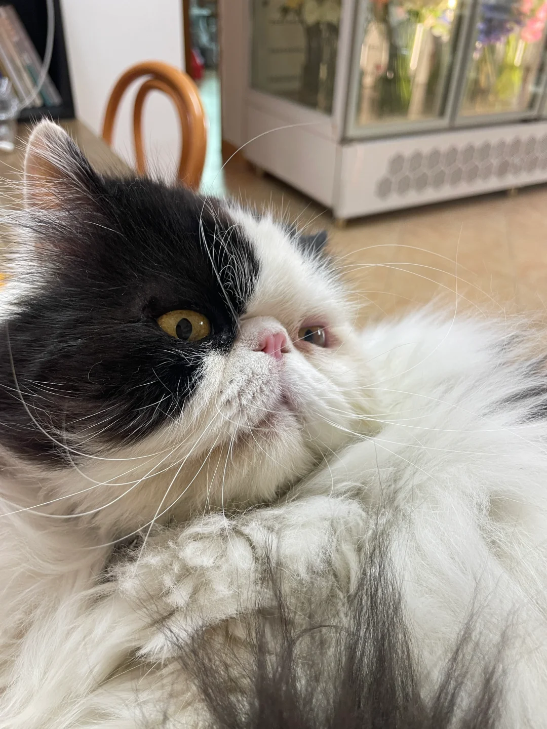 每天都过分得可爱🐱