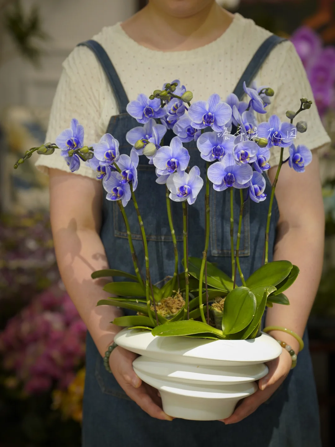 马卡龙蝴蝶兰（四种颜色）