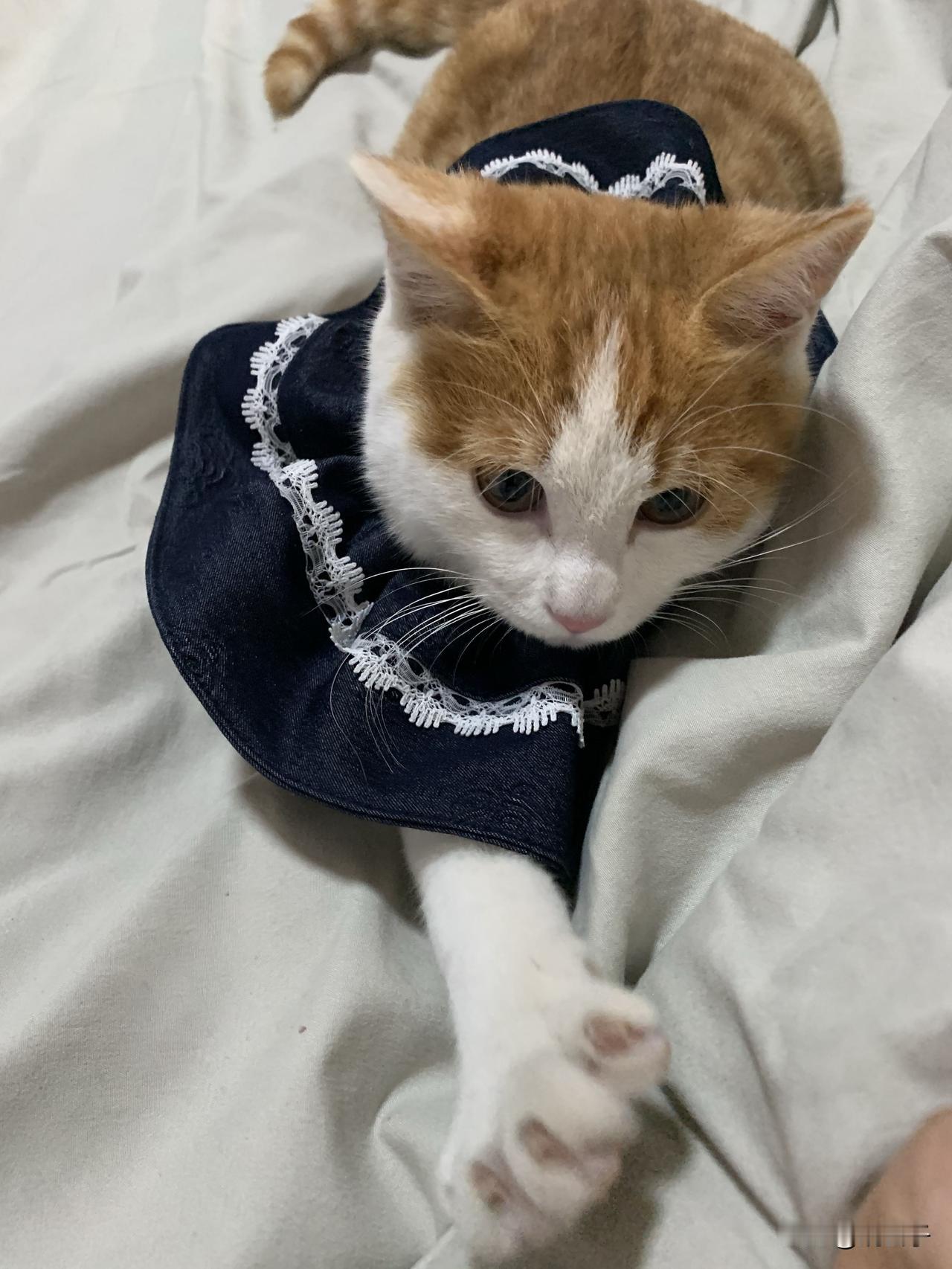 橘猫是不是都贪吃呀！才5个月的小猫，饭量大的惊人，不是在吃就是在讨吃的，既能吃又