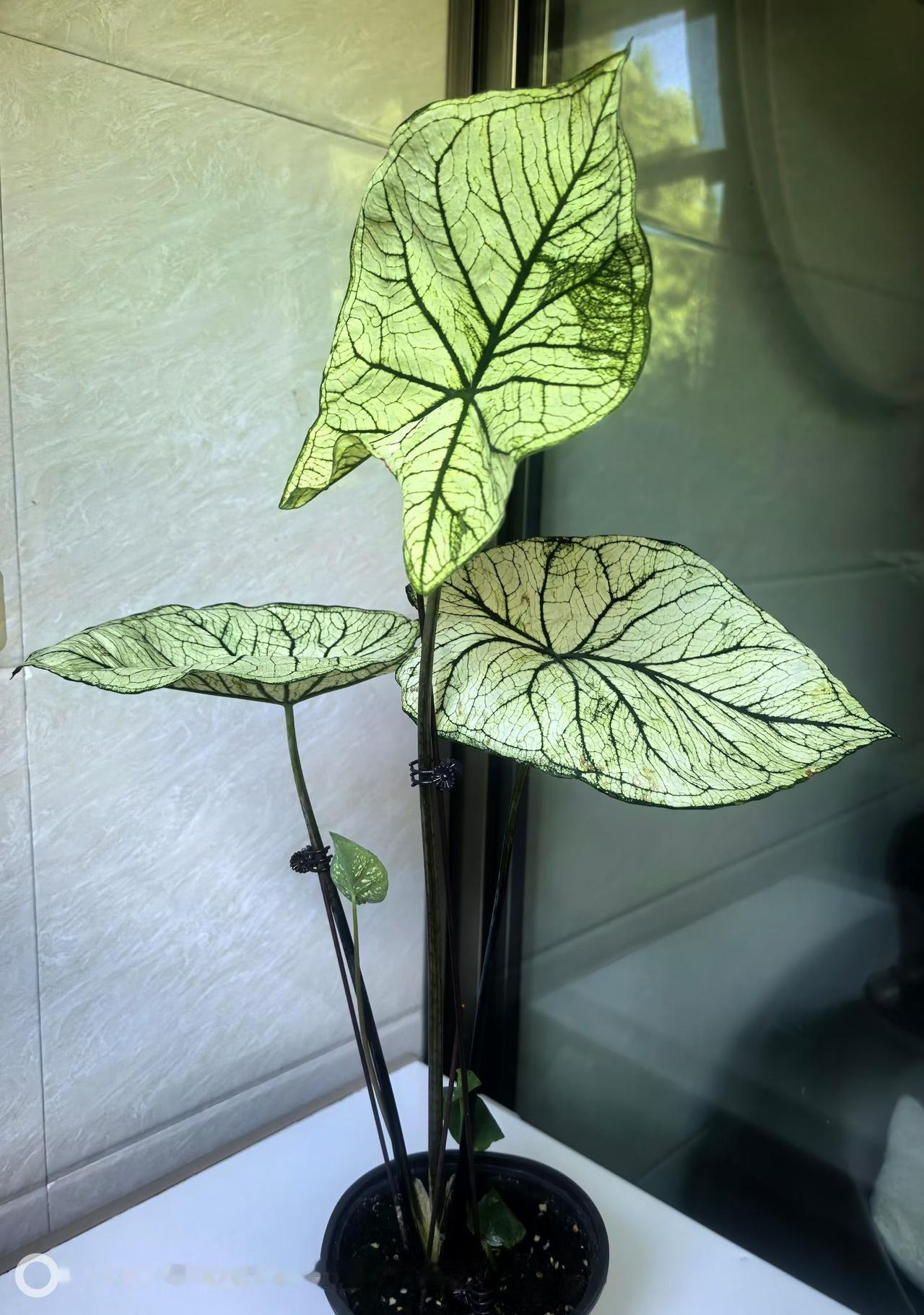 少吃
是顶级养生
少说
是顶级修行

周末午安！