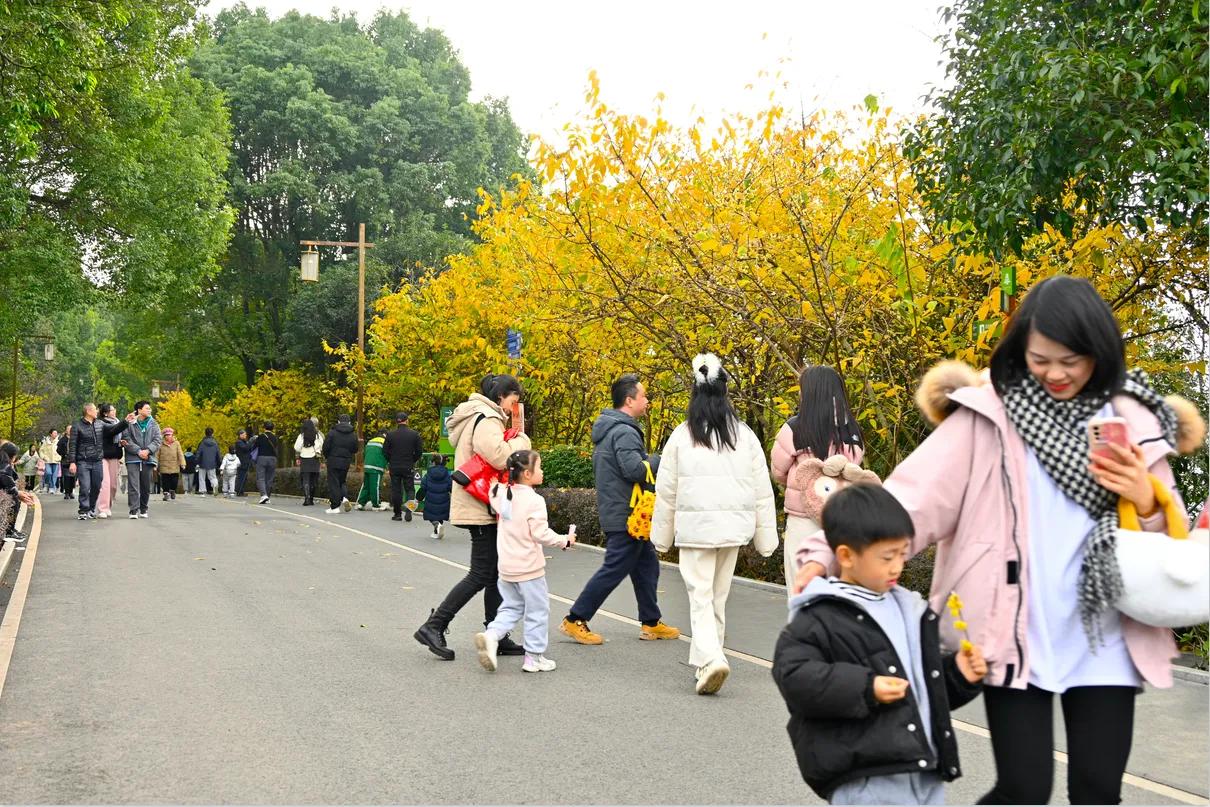 重庆鸿恩寺森林公园腊梅盛开，进入最佳观赏期，吸引众多游客前来观赏。人们漫步公园，