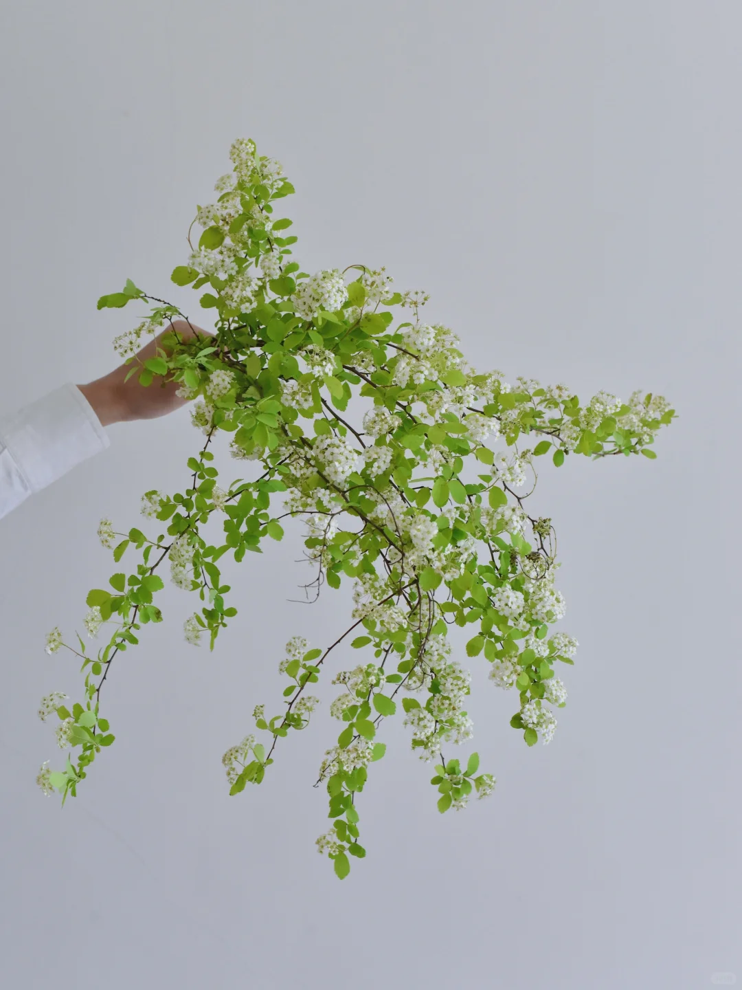 ENS农场·金叶小手球