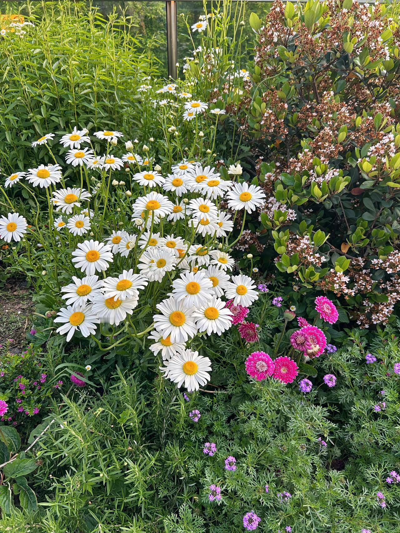 白花、红花、紫花、青青草，交相辉映，温柔静谧而又充满了诗情画意。