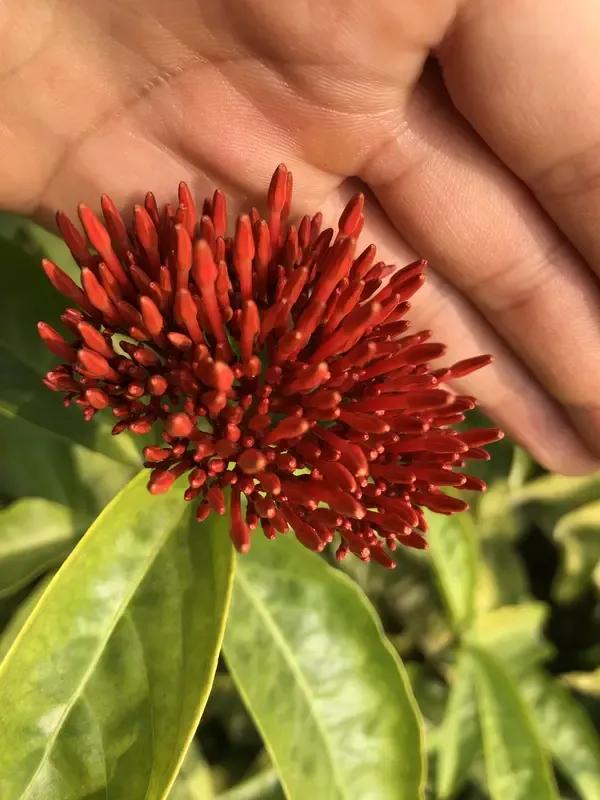 出上：秋深树老叶自落，
对下：夏至苗青花争开。