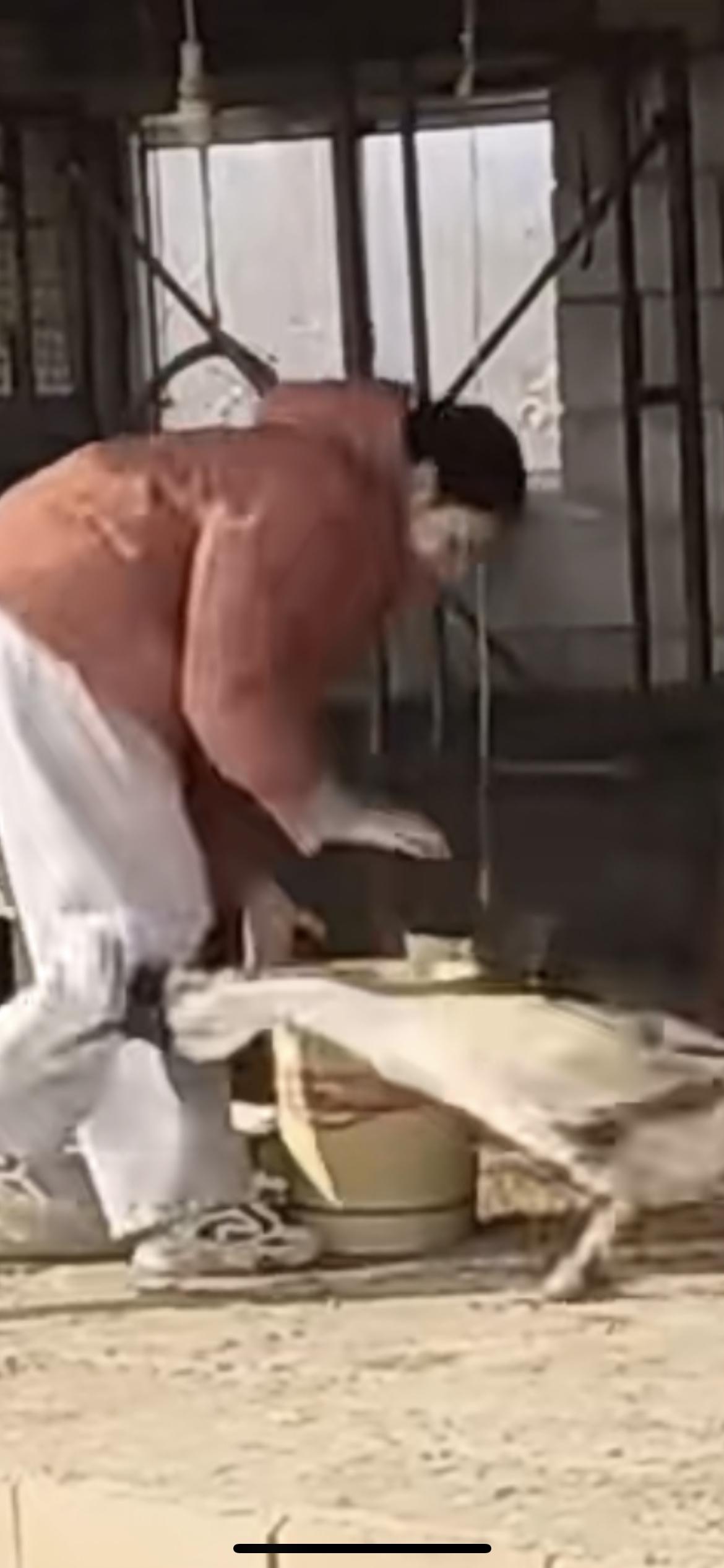 2月5日山东烟台，女孩喂大鹅被攻击，手握鹅脖子，一顿脚踢，直接打服，大鹅乖乖去吃