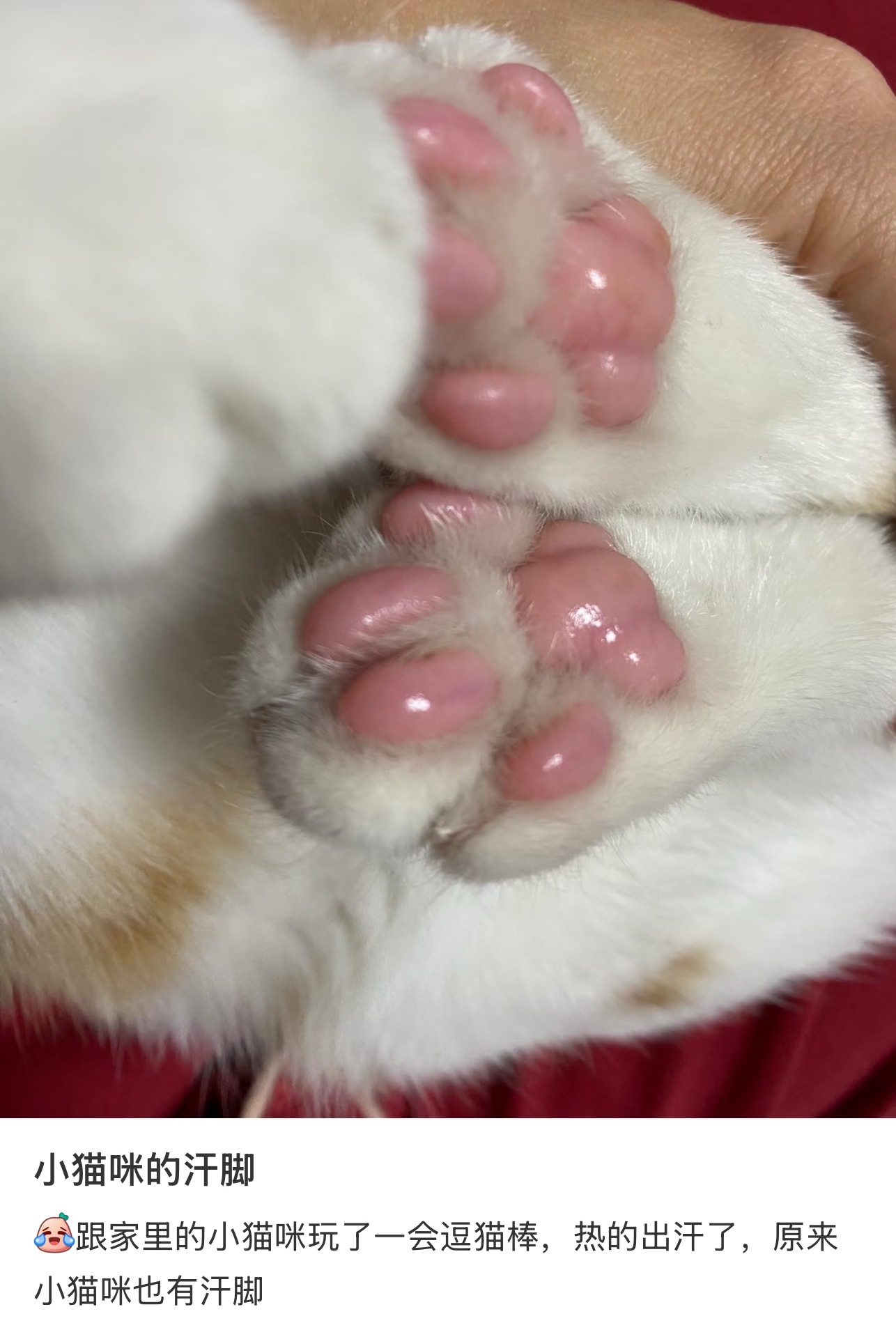 一直以为猫不出汗直到看到了它的脚 