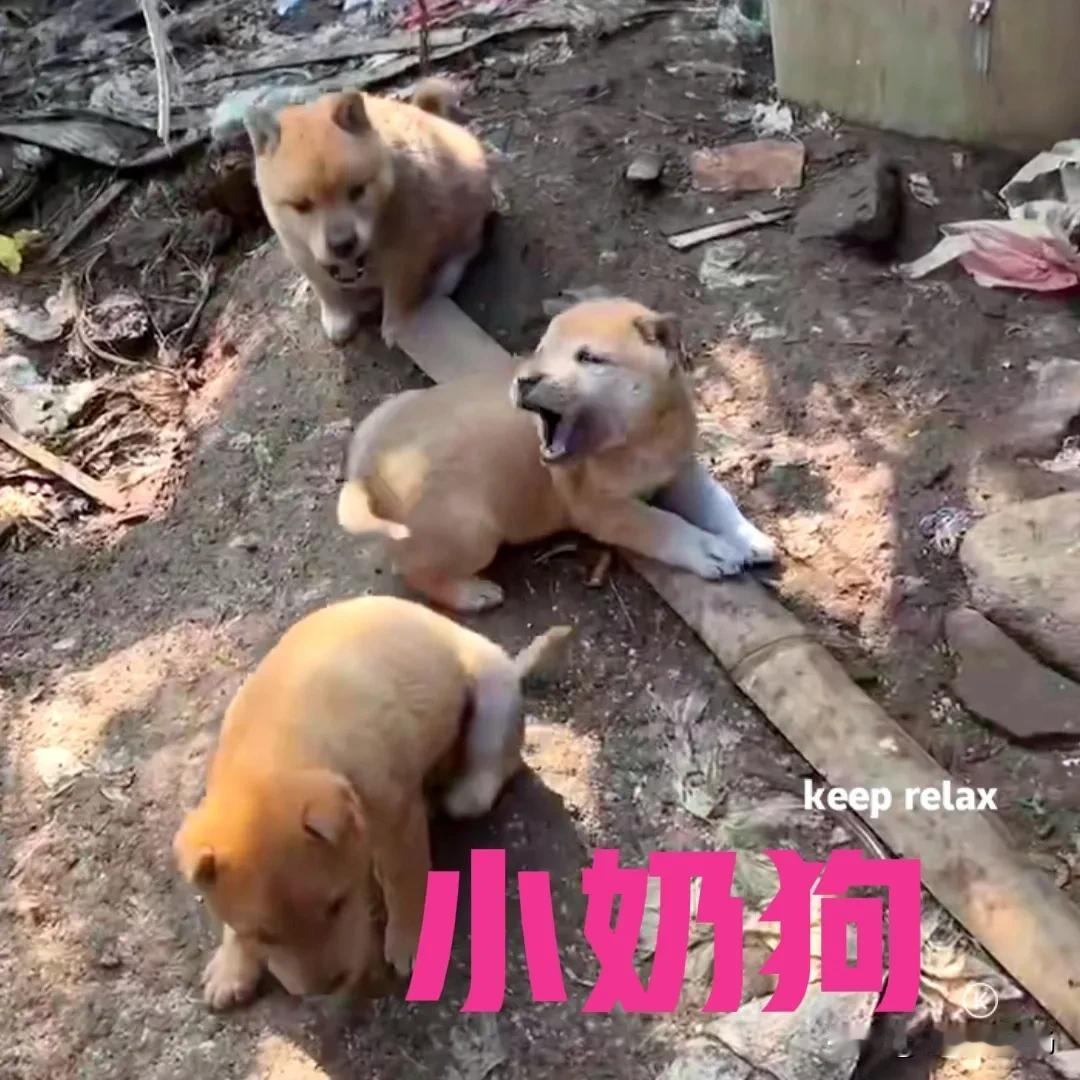 朋友家的母狗下了三只小奶狗，

都是中华田园犬，

今天第一次见到它们，

非常
