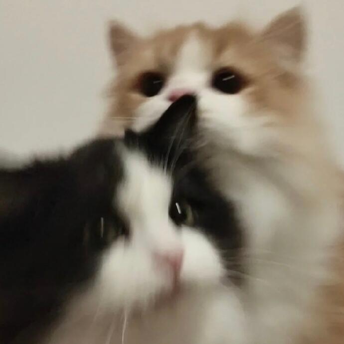 猫猫情头 