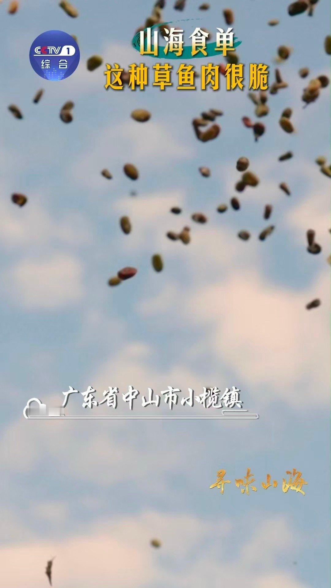 你见过吃蚕豆长大的鱼吗脆肉鲩大概是鱼中“素食健身达人”！蚕豆喂出的紧实肌理，遇热