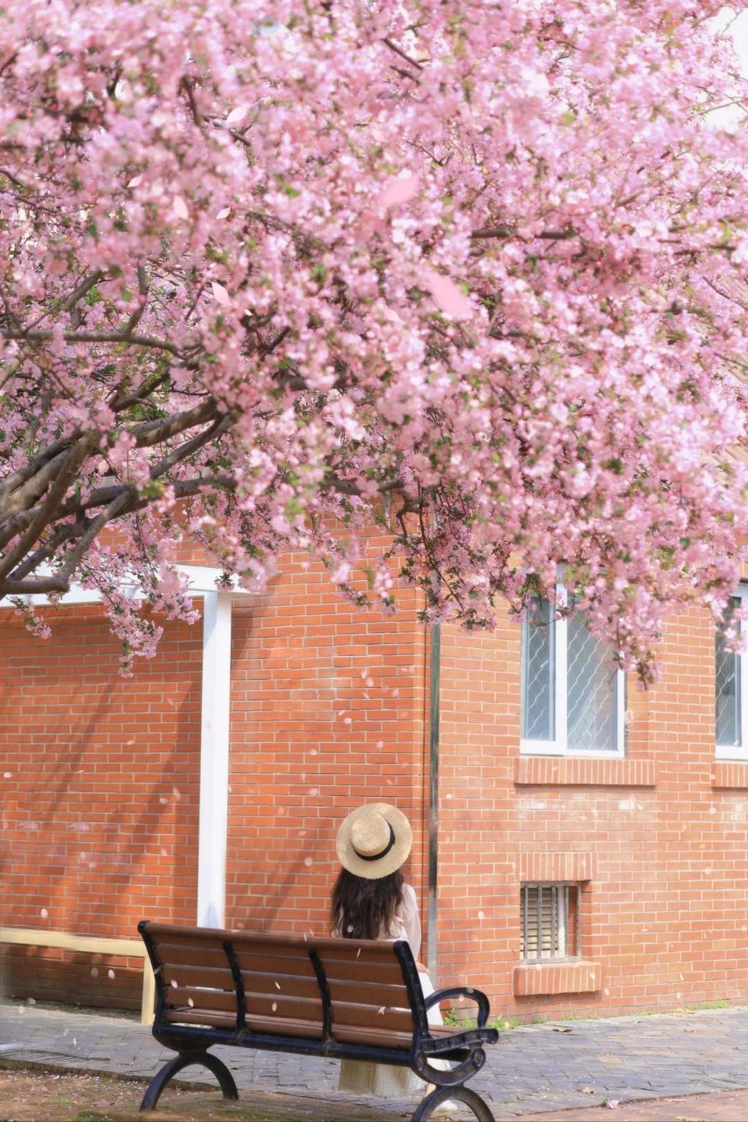 接下来的武汉，是无数次的春和景明❗️❗️