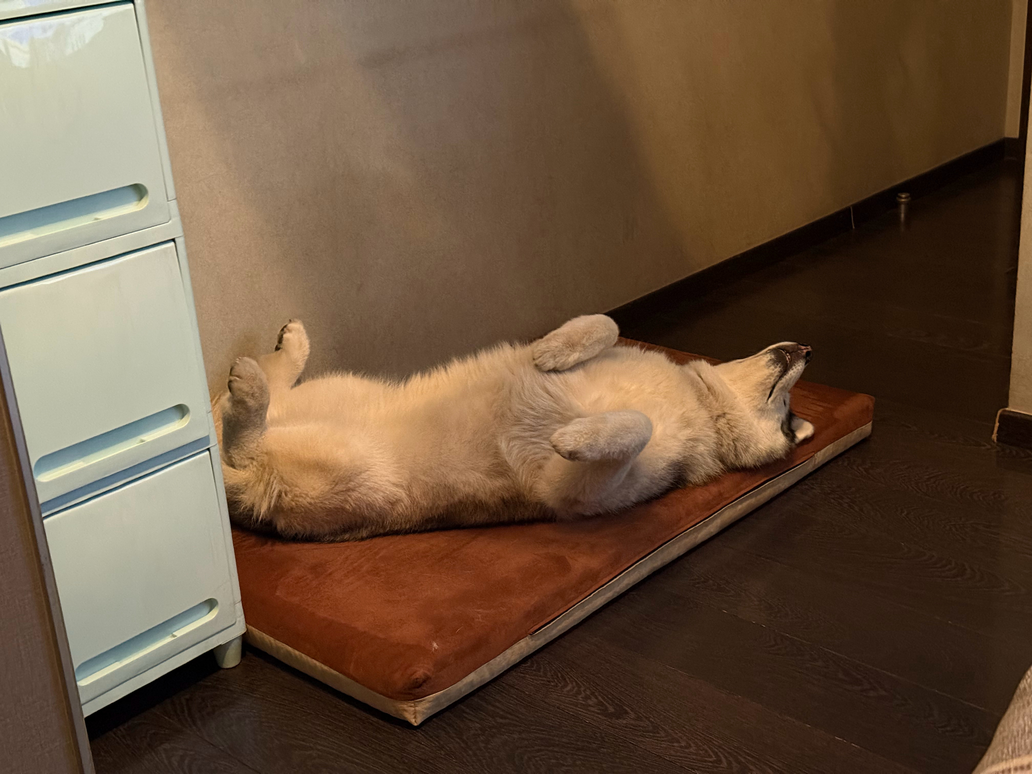 哈士奇  像灰灰睡觉这个德行，还口呼吸的，还能保持美貌真的是老天赏饭吃了