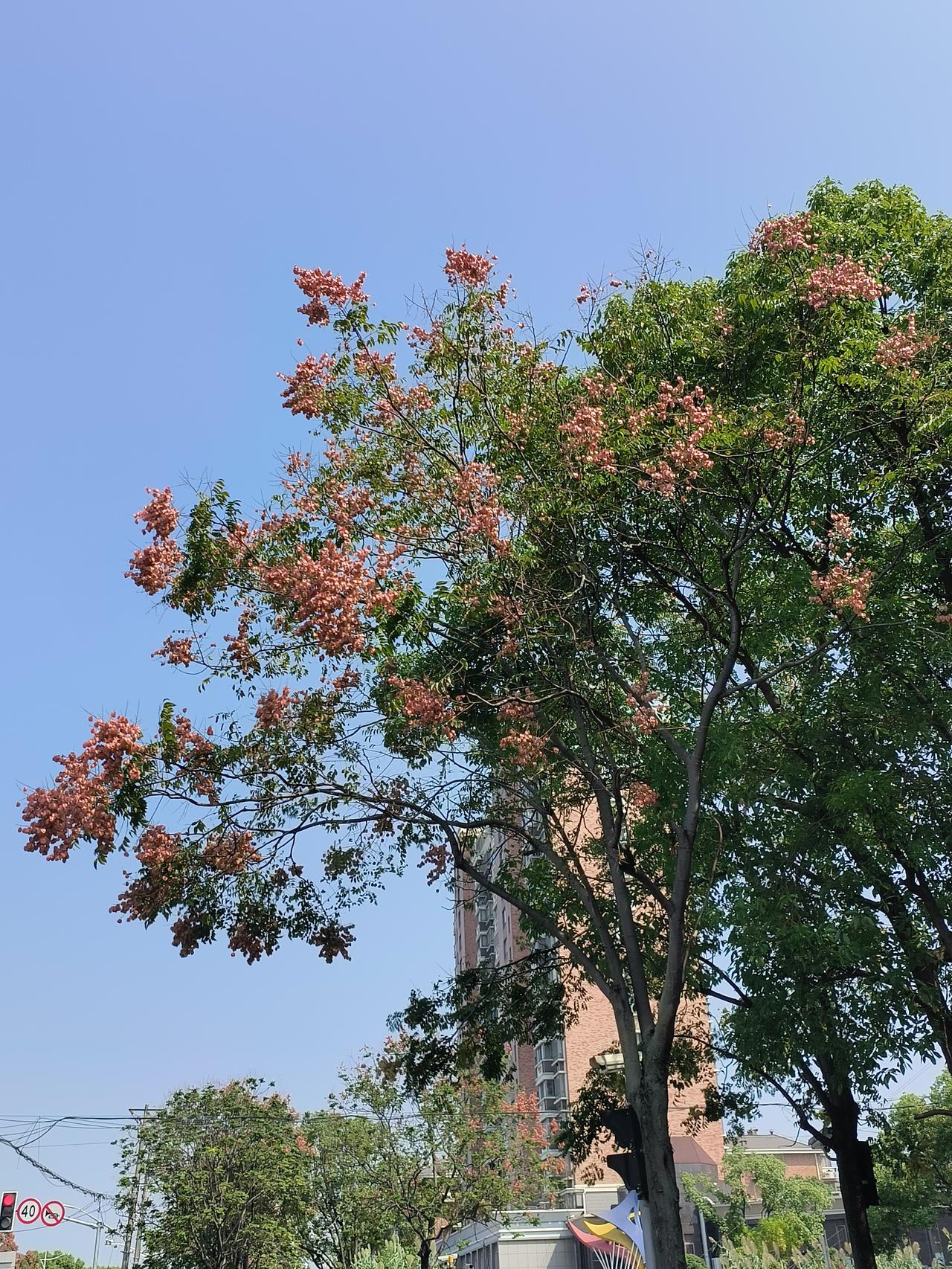秋天🍁
栾树🌲
是一大风景
你们喜欢吗？

风一吹，满树明黄的小花簌簌往下落