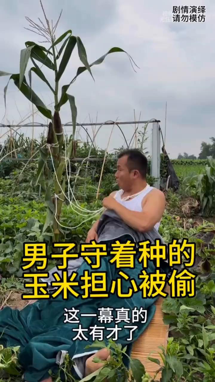 男子守着种的玉米担心被偷，这一幕真的太有才了。
男子种的玉米马上丰收了，由于他担