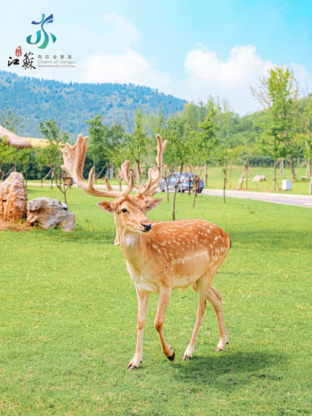 不用去奈良⛩ 0⃣距离遇见神鹿🦌