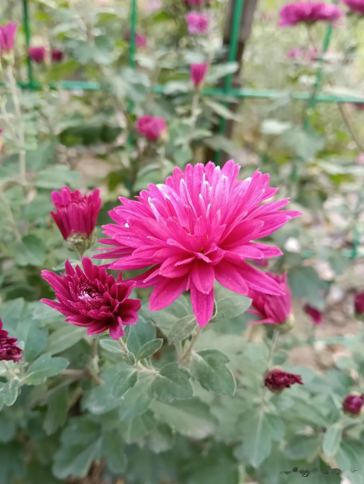 秋天里的花#记录秋日精彩瞬间#