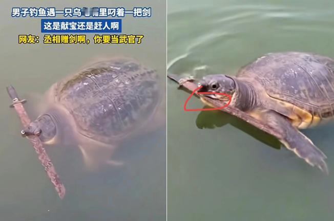 广东一男子在外钓鱼时，竟然有一只甲鱼主动送上门，他还以为自己运气好，准备拿抄网时