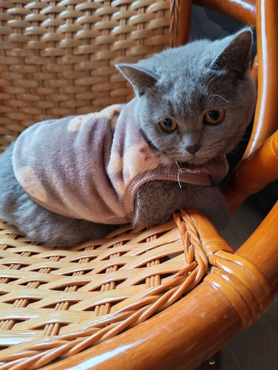 毕业季、春节成弃宠高峰，不负责任的人真的很可怕！
 
       每年一到毕业