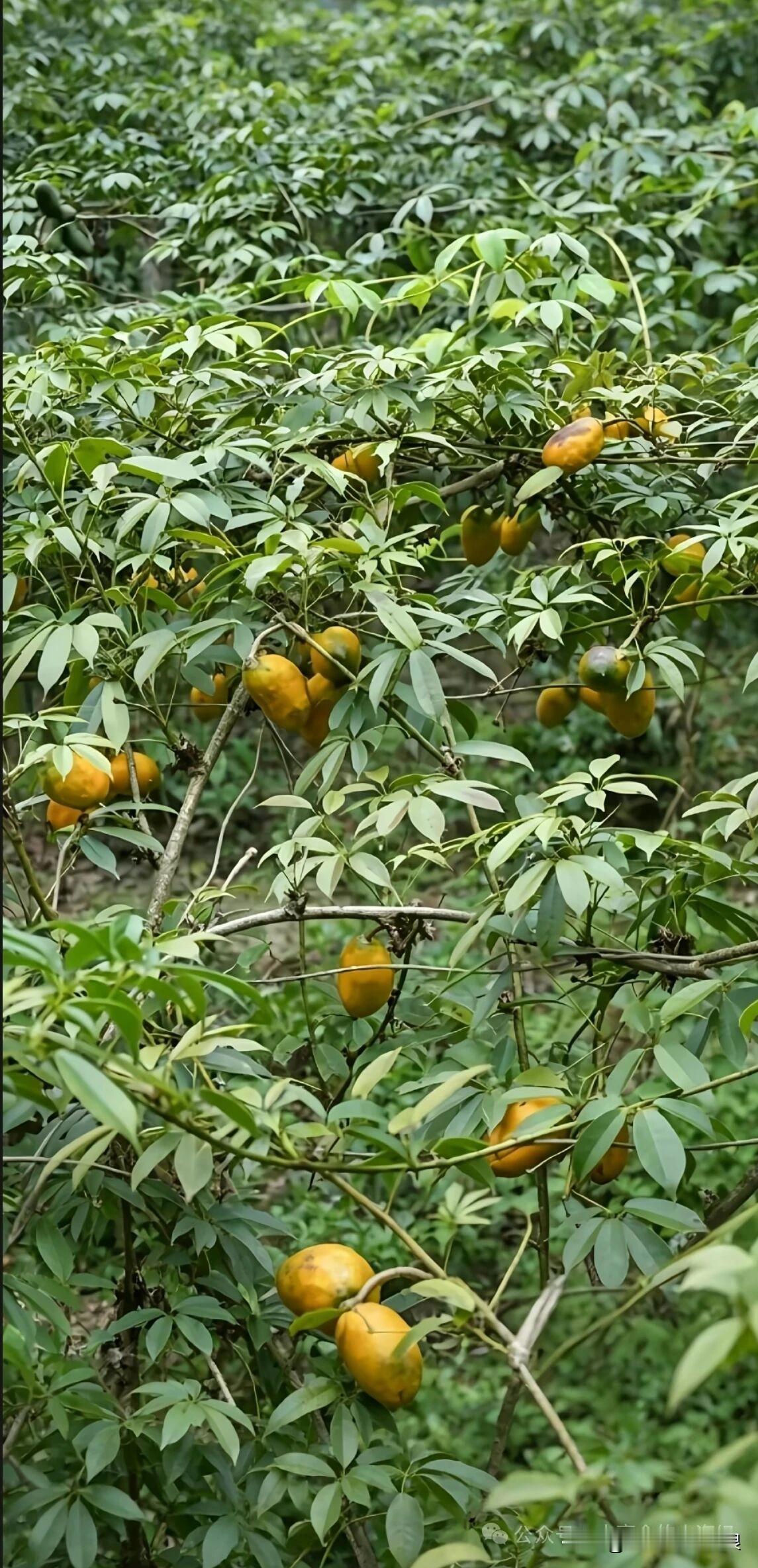 老家的野果