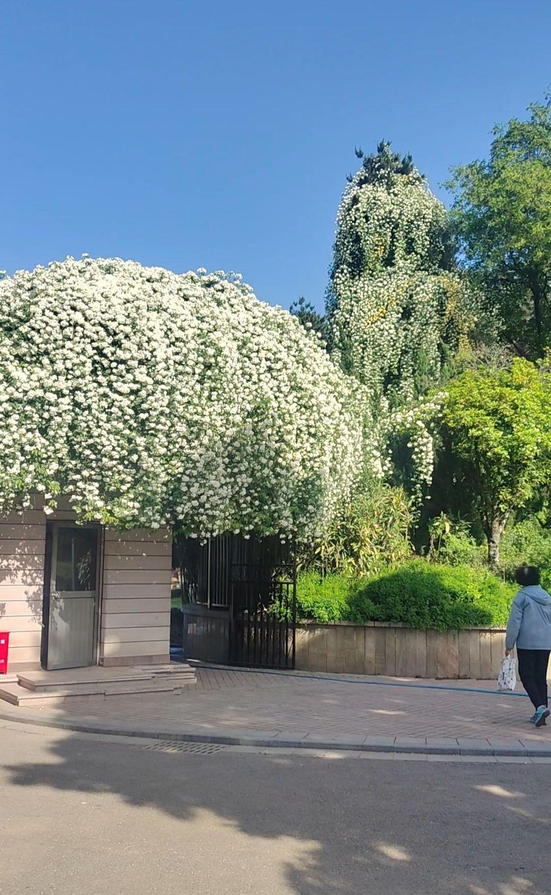 藤蔓覆盖的建筑 被植物包裹的建筑 蘑菇形建筑 长满植物的建筑