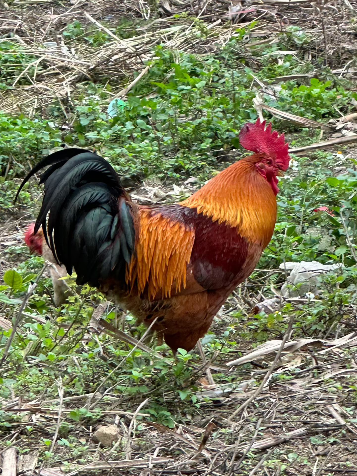 金鸡报晓，万事顺遂！ 