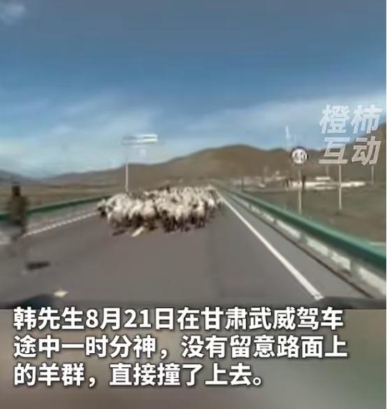 8月21日，甘肃武威，车主韩先生开车的时候分了神，没注意路面上有一群羊，直接就撞