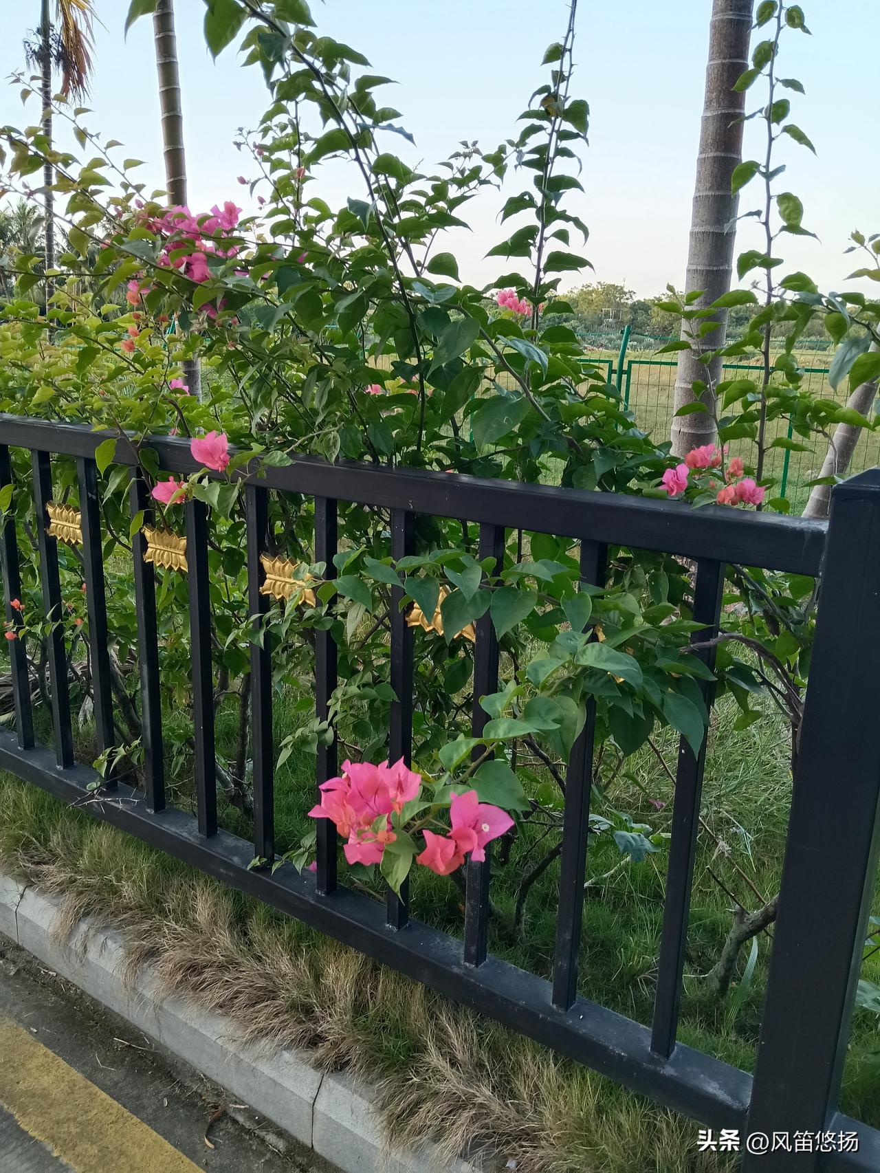 有人说“努力必定成功”你赞同吗?
努力未必成功。
不努力的结局，
以前是，不努力