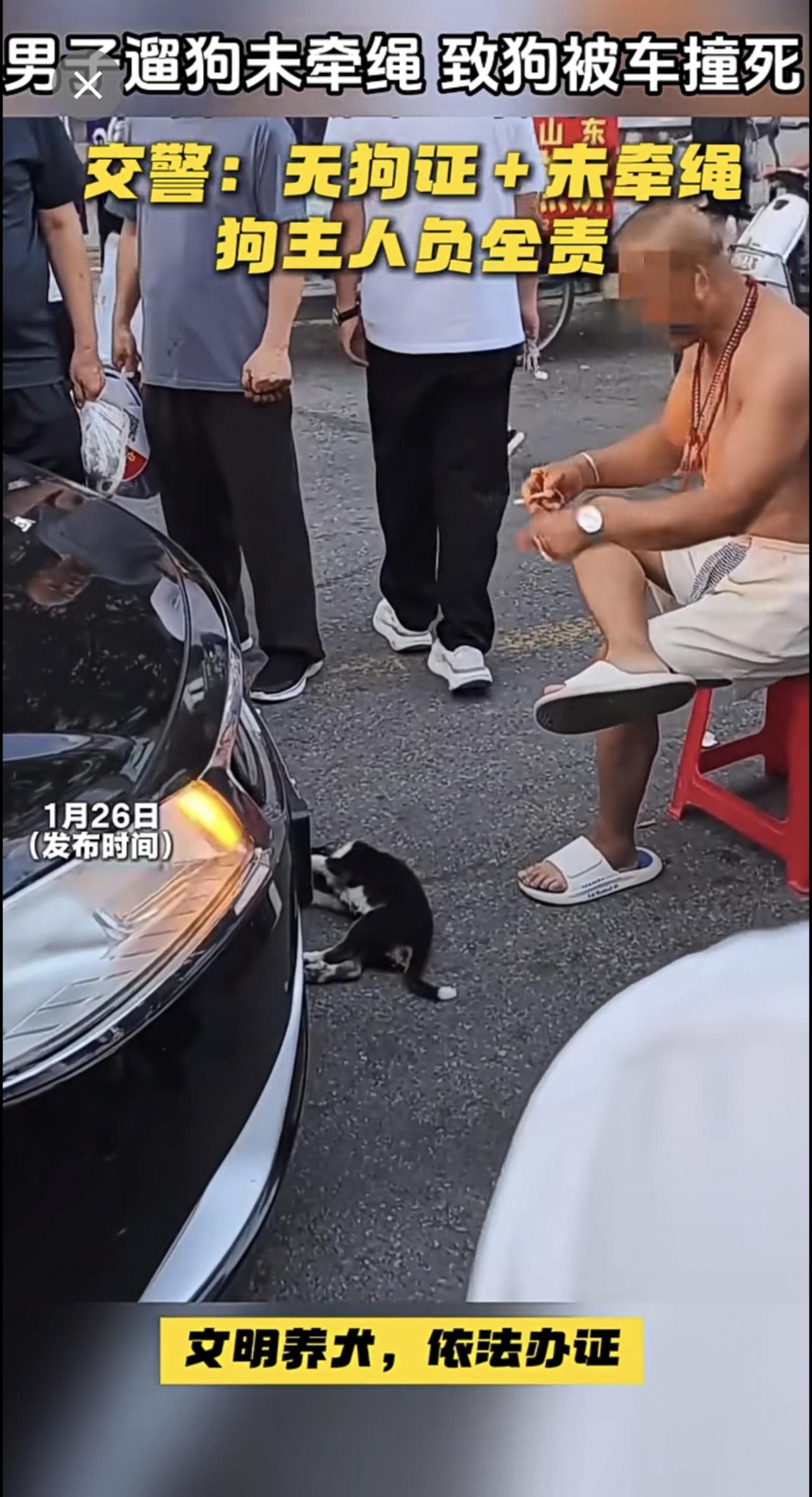 男子遛狗未拴绳，造成悲剧！不仅痛失爱犬，自己还负全责，违规养犬代价大，养狗人一定