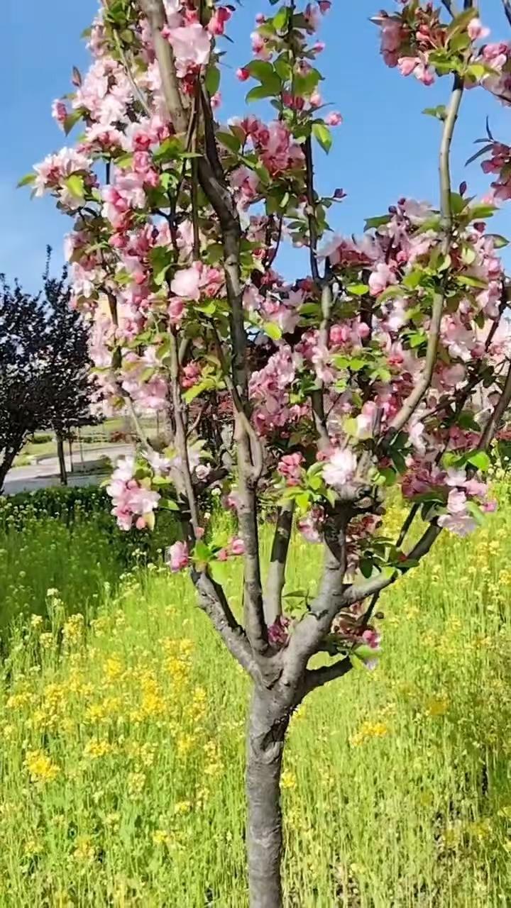 儿歌•好娃娃2583
作者/平常心
（2026.4.20.6：20）
我是一个好