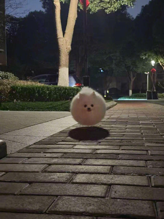 一辆小狗车就这么开过来了 ​​​