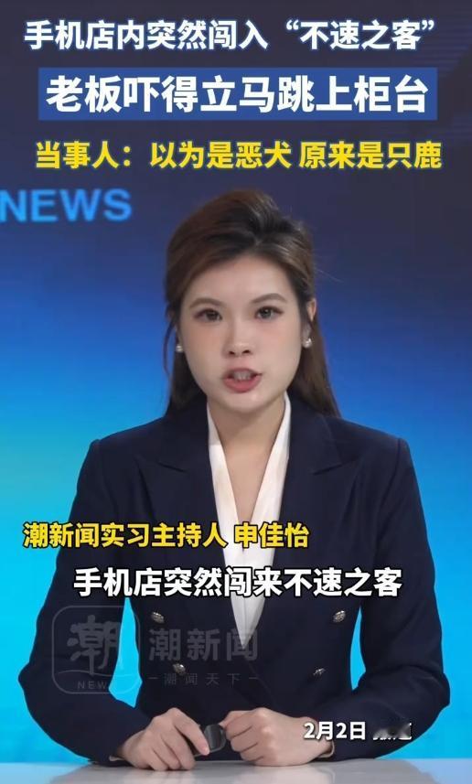 吓懵了！四川凉山手机店闯进"不速之客"，老板瞅着黄乎乎一团扑进来，体型跟狗似的，