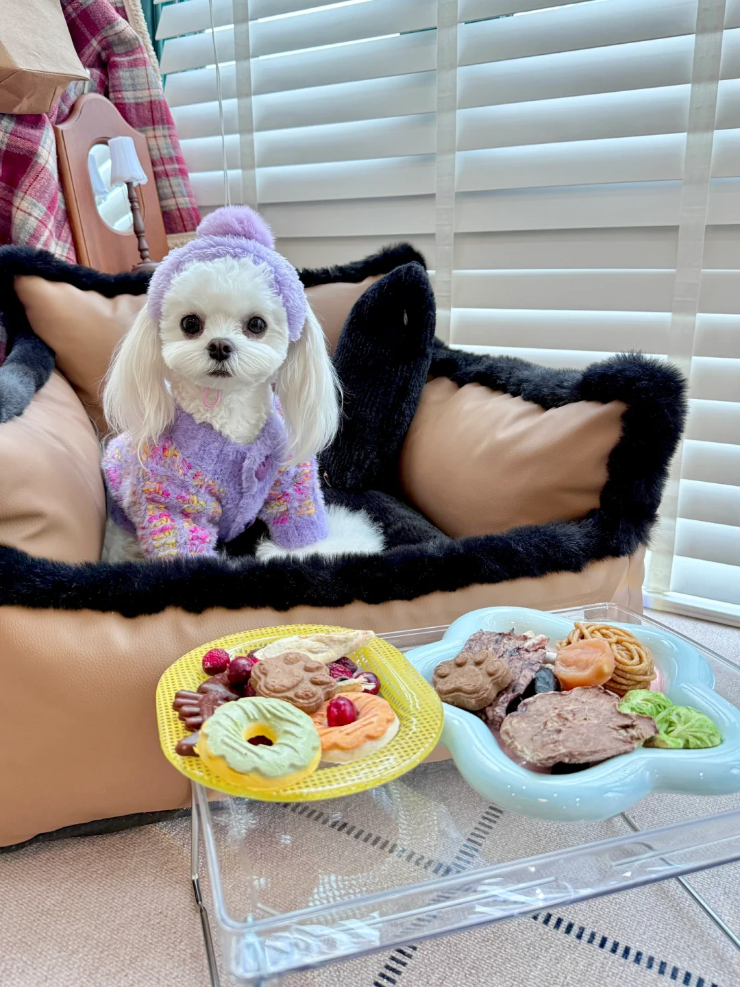 沪上小狗已经吃上米其林零食