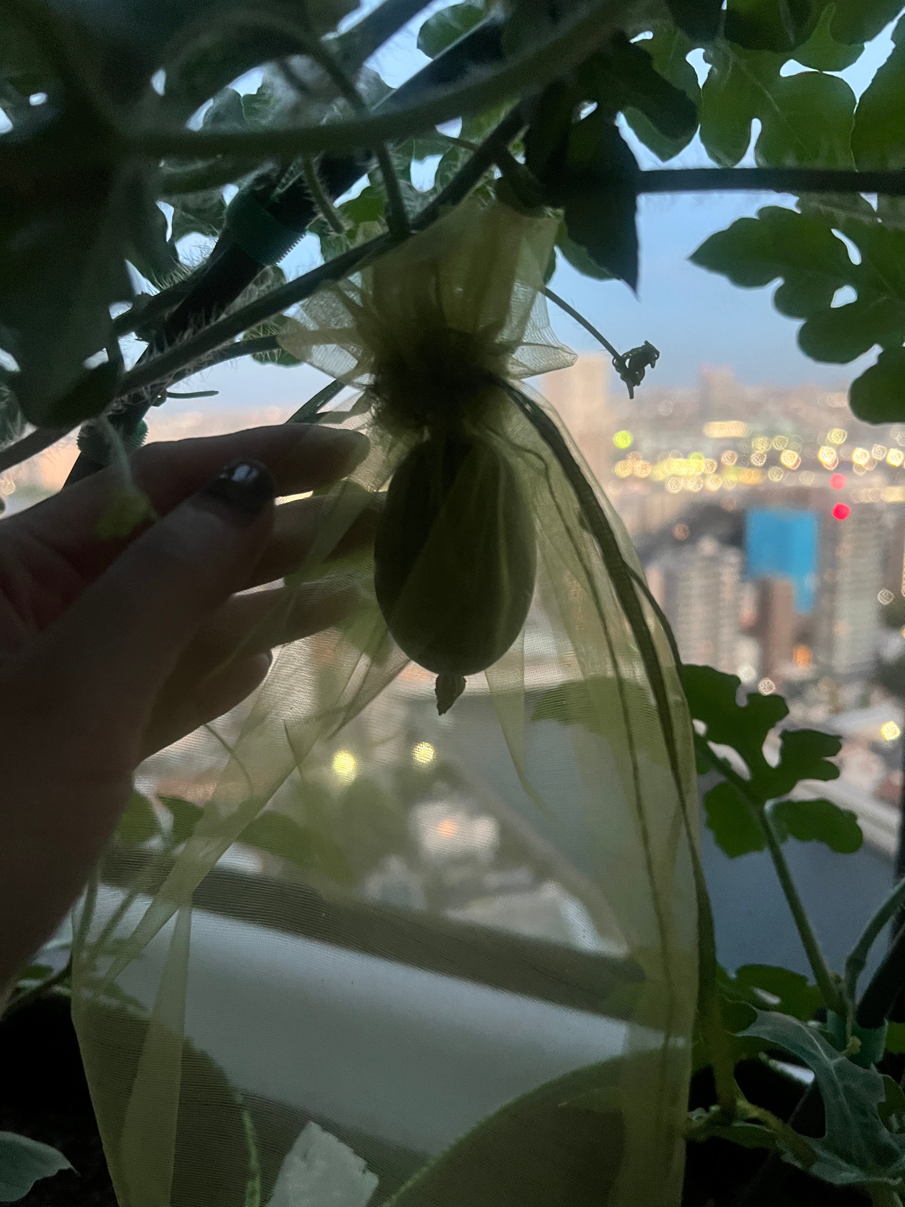 每天下班到家第一件事，赶紧来阳台看看我的小西瓜。这是最大的一粒，我好厉害哈哈哈。