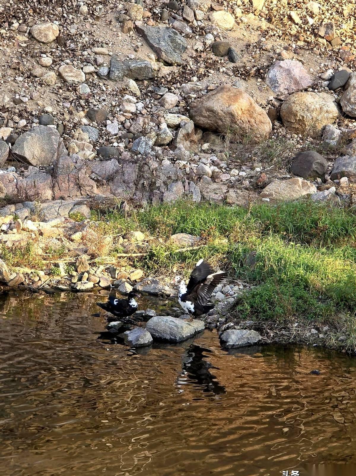 我跟你说个事儿，你可能下巴都得惊掉。
在我们老家那块儿，大伯哥娶弟媳妇，侄子娶婶