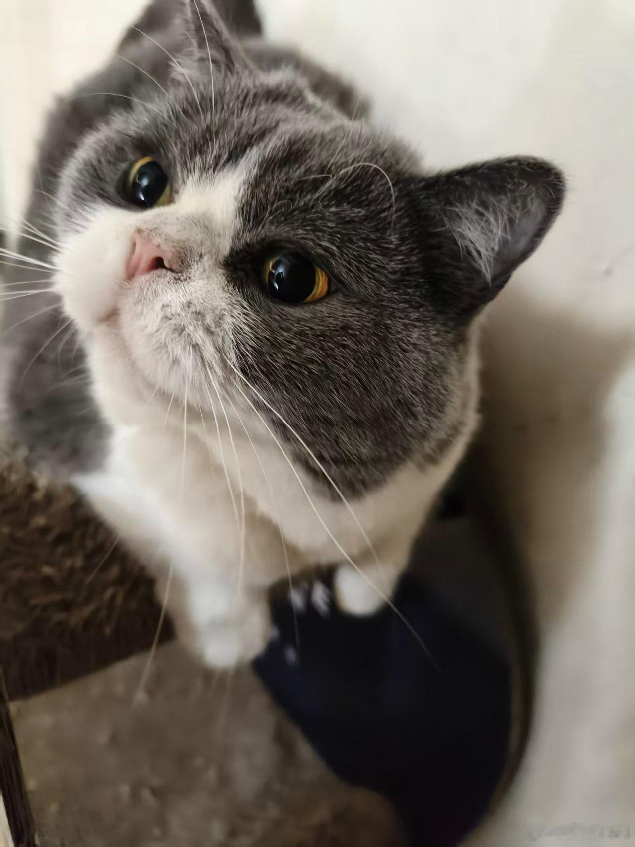 冬夏saki安柒Annie ！猪猪震惊！！你们为了见我们太辛苦了！以后有发现多拿