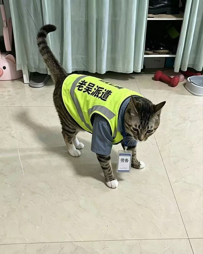 -完美的猫衣服并不存在。-请看： ​​​