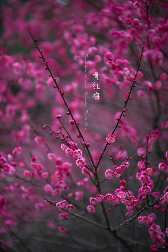 骨红梅|Prunus mume