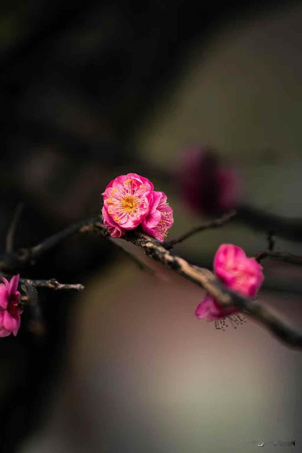 可以实现了听雨观梅的顶级浪漫⋯⋯
一不小心，就闯入了古人画里的水墨江南忆
图文：