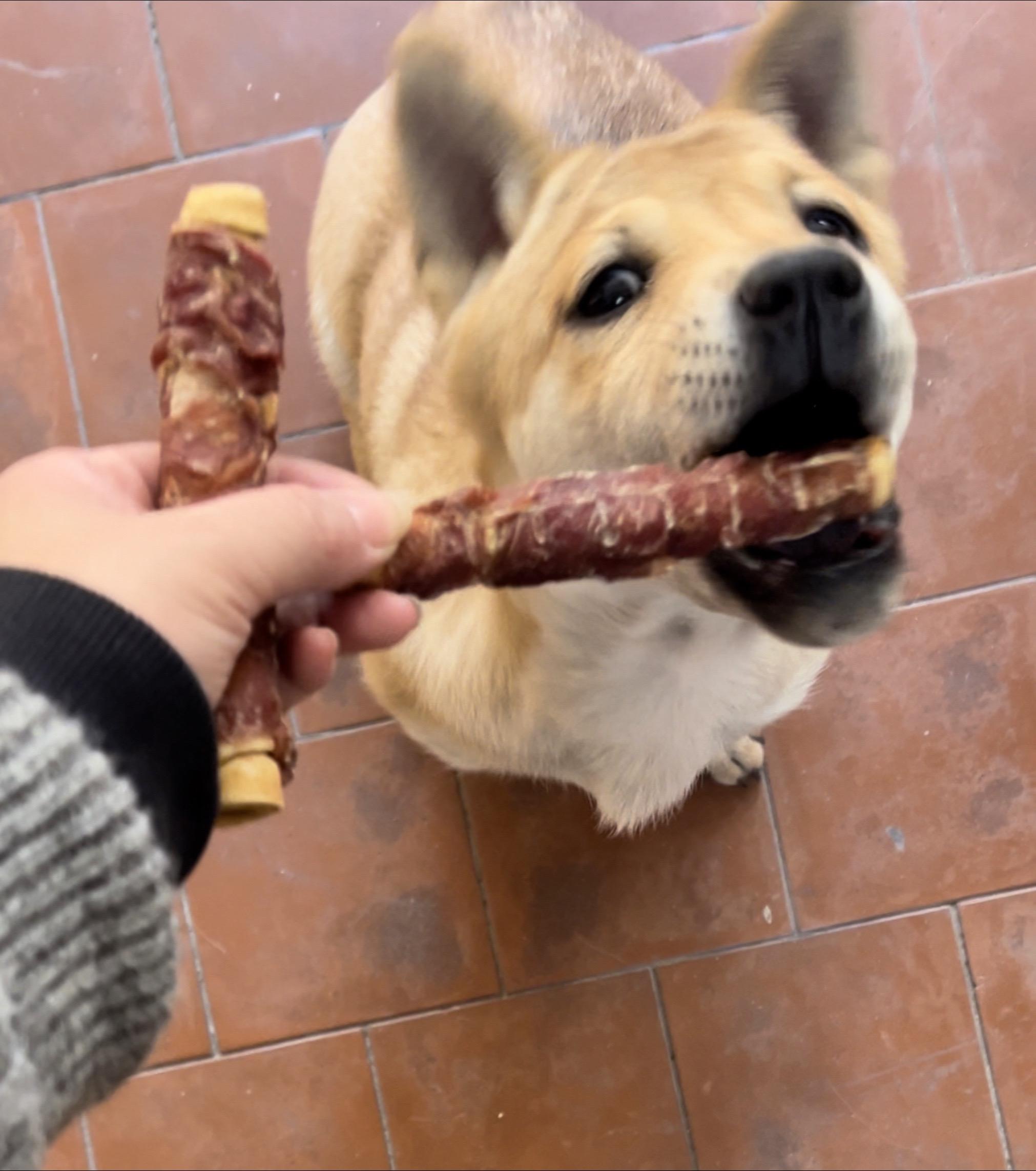 鸡鸭肉夹心磨牙棒，狗狗拆家路上的绊脚石！磨牙解馋释放精力，夹心更适合挑...