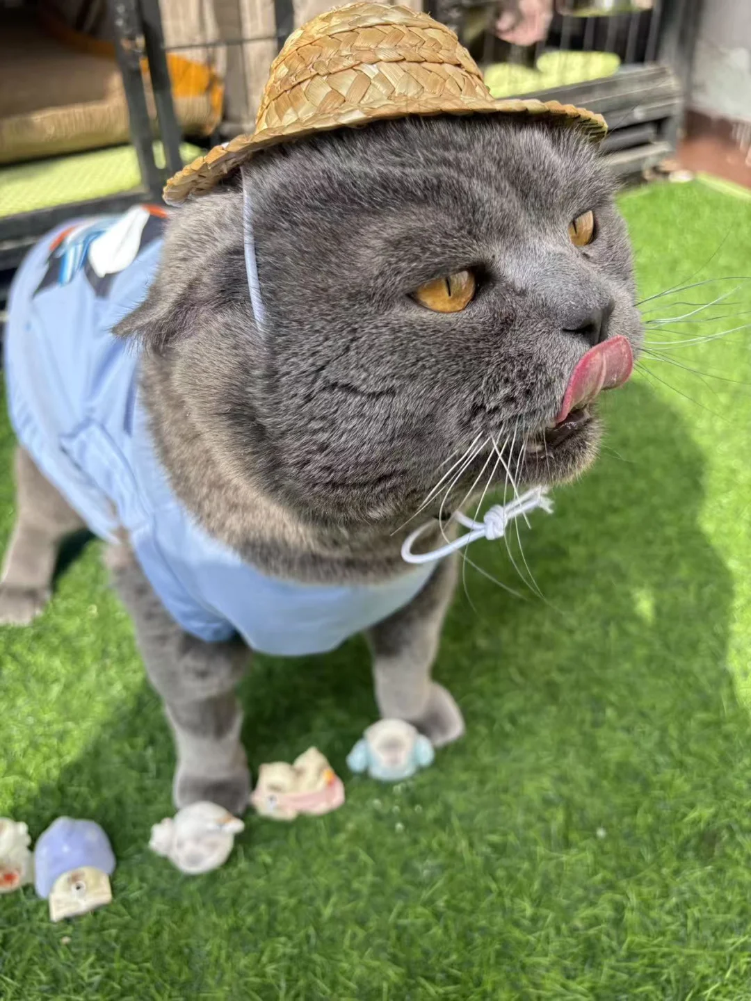 俺卖盲盒给小狗妹妹手术