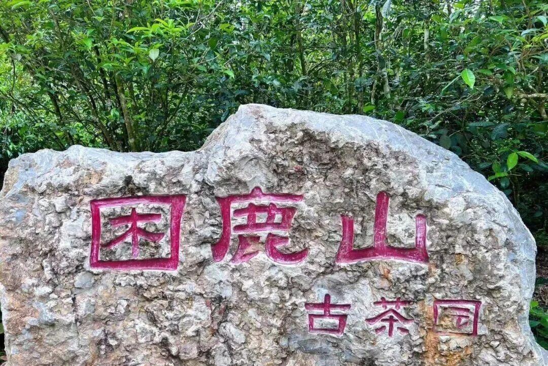 困鹿山2026年春
是云南唯一毫无争议的皇家贡茶园⛰乾隆皇帝的最爱❤️醒茶阶段就