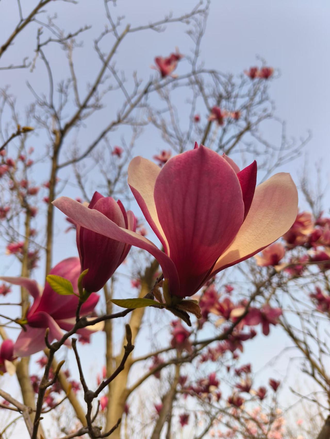四月的日子，清透得如同湛蓝的天空。没有冬日的阴霾，没有夏日的燥热，一切都刚刚好。