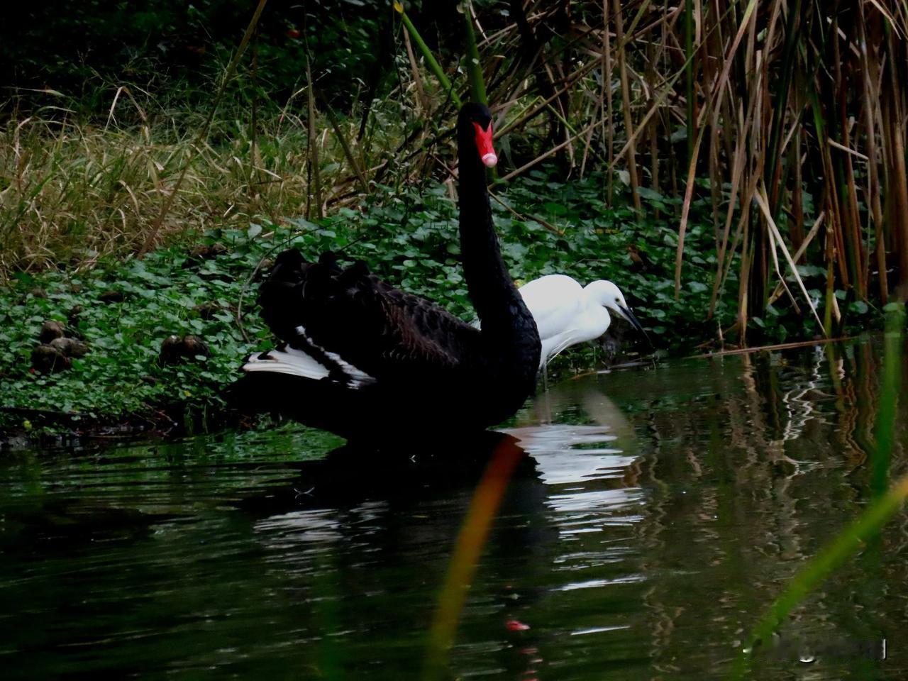 黑天鹅与白鹭相依相偎，自然之美尽显。🦢🦢💕