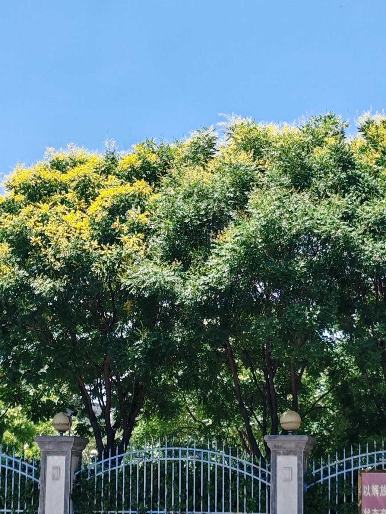 夏日美景随拍《栾树花》栾树开花一树黄，微风吹过飘淡香。人称此树黄金树，秋果灯笼花
